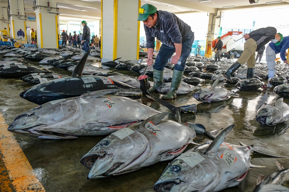 Tokyo’s New Year Tuna Auction Smashes Records With Eye-Watering Sale