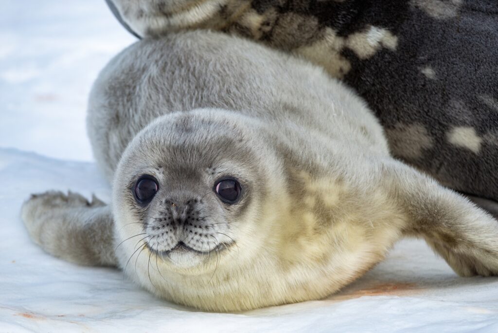 Seal Pup Expressions Charm Visitors at Donna Nook